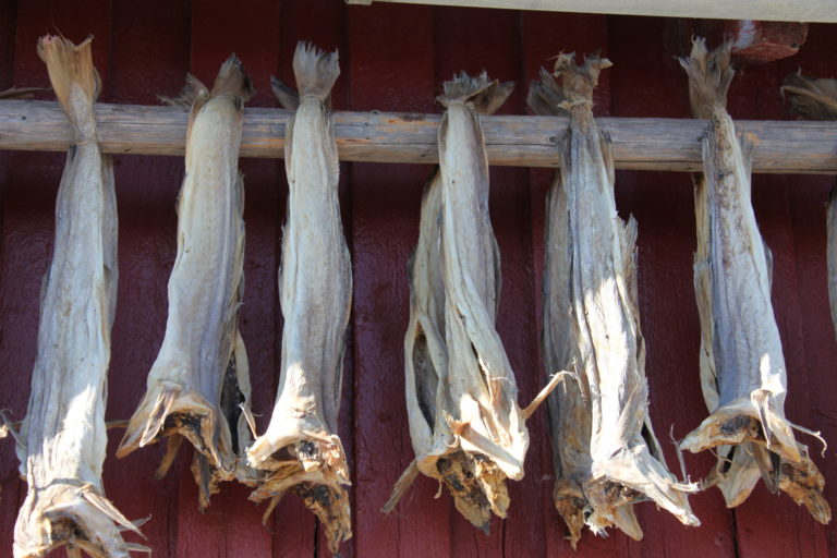 Stock fish (cod) dried though the winter in Lofoten. Photo: Roger Johansen / nordnorge.com / Lofoten