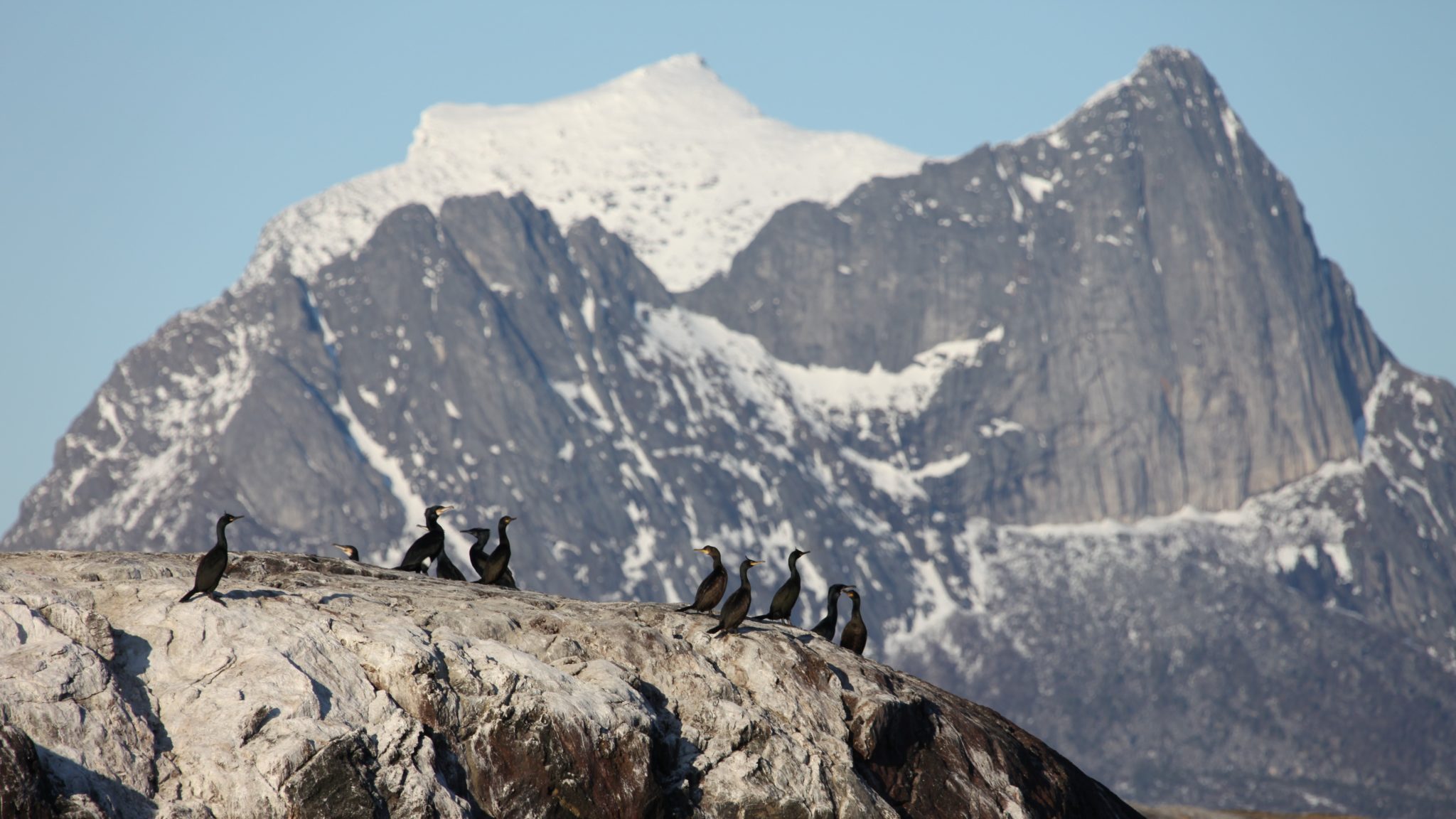 Great cormorant (Phalacrocorax carbo) at Kjerringøy. Photo: Roger Johansen / nordnorge.com