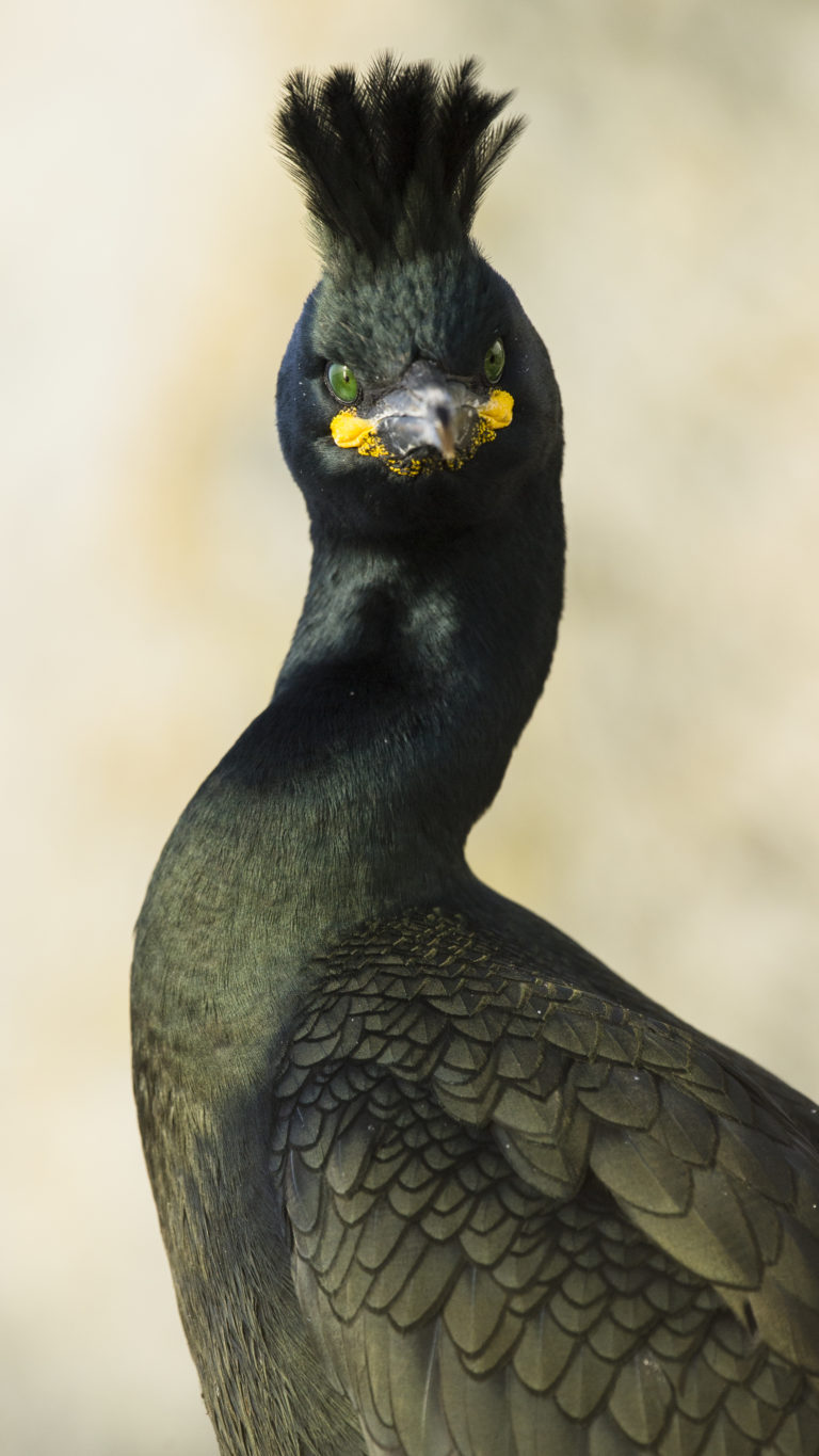 "Make my day, punk!" Common shag (Gulosus aristotelis). Photo: Roy Magersnes / nordnorge.com