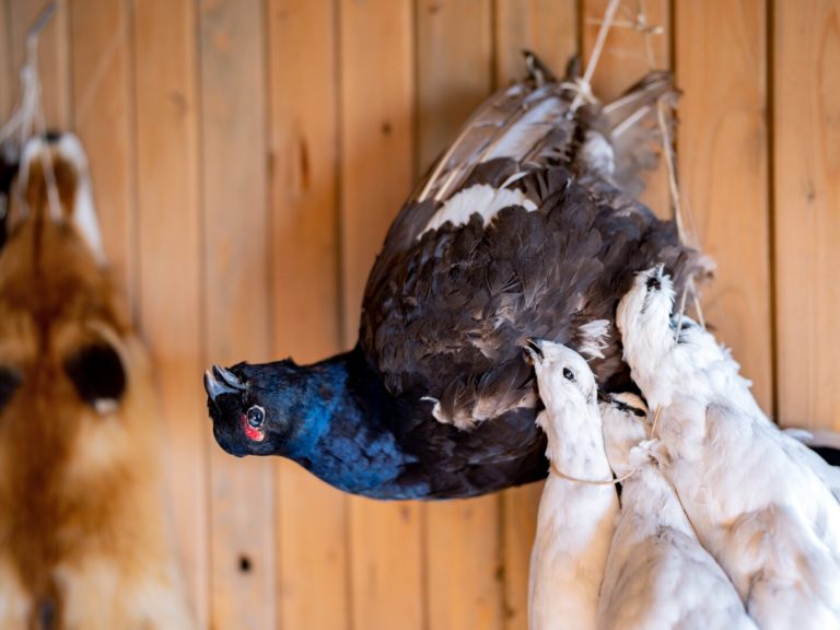 From the market in Skibotn. Ptarmigans were an important trade commodity as this cross-border meeting place © Petr Pavlíček / Visit Lyngenfjord