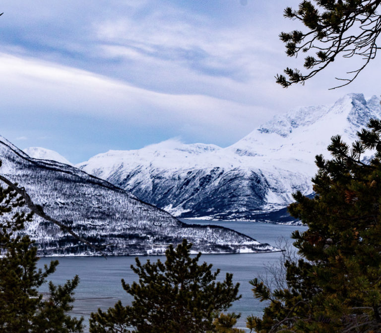 The Lyngen Alps appear among the pines in Skibotn © Marie Angelsen