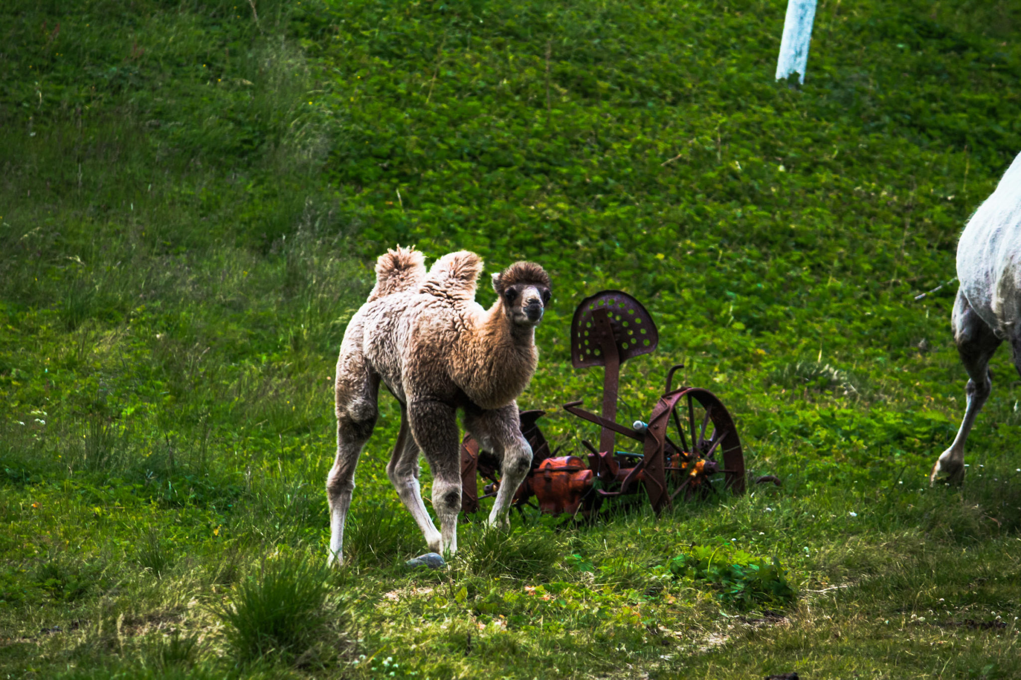 Bactrian camels in Akkarfjord © Katelin Pell