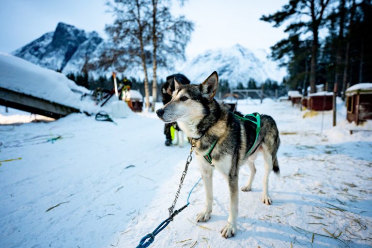 Huskys love to run © Petr Pavlíček / Visit Lyngenfjord