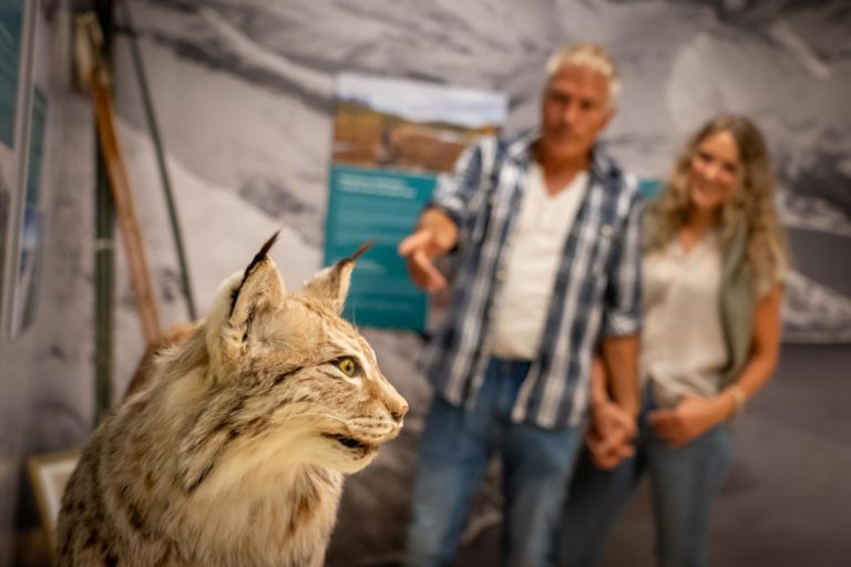 Lynx from the exhibition "Irreplaceable" at the Nordland National Park Visitor Center. Photo: Laila Ingvaldsen / Nordland National Park Center