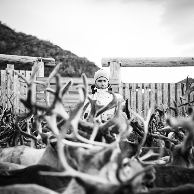 Reindeer herding is an important sami tradition and way of life. Photo: Finnmark Rein