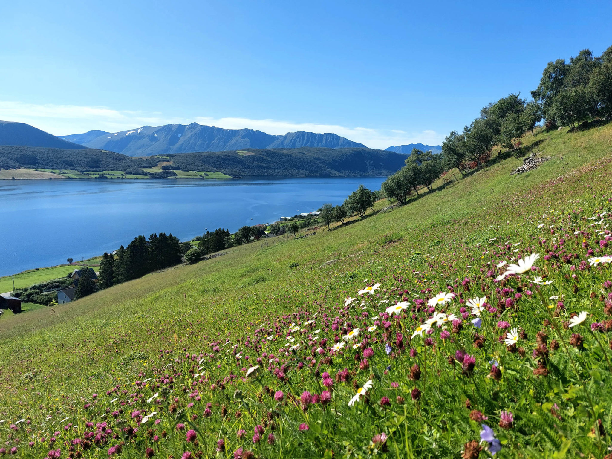 Flowery meadow along the Skallan - Rå cultural path. Some of the plants and flowers originate in the forests, other are weed following traditional agriculture © Gyrd Harstad