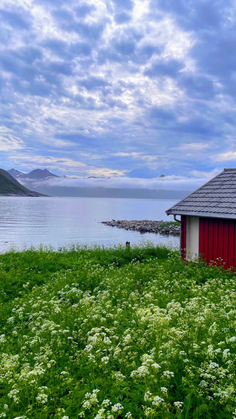 Grunnfarnes village on the island of Senja in the earliest days of Summer © Knut Hansvold