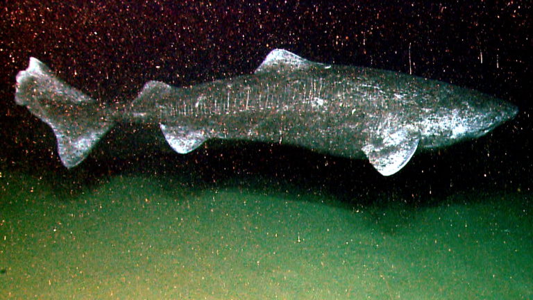 Greenland Shark. Foto: NOAA Okeanos Explorer Program